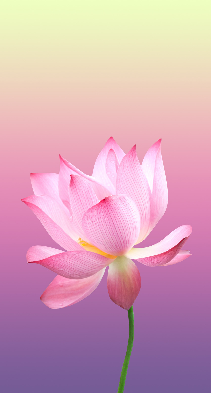 Iphoneまたはandroid用の花 ピンク壁紙 Wallpapersfor Me