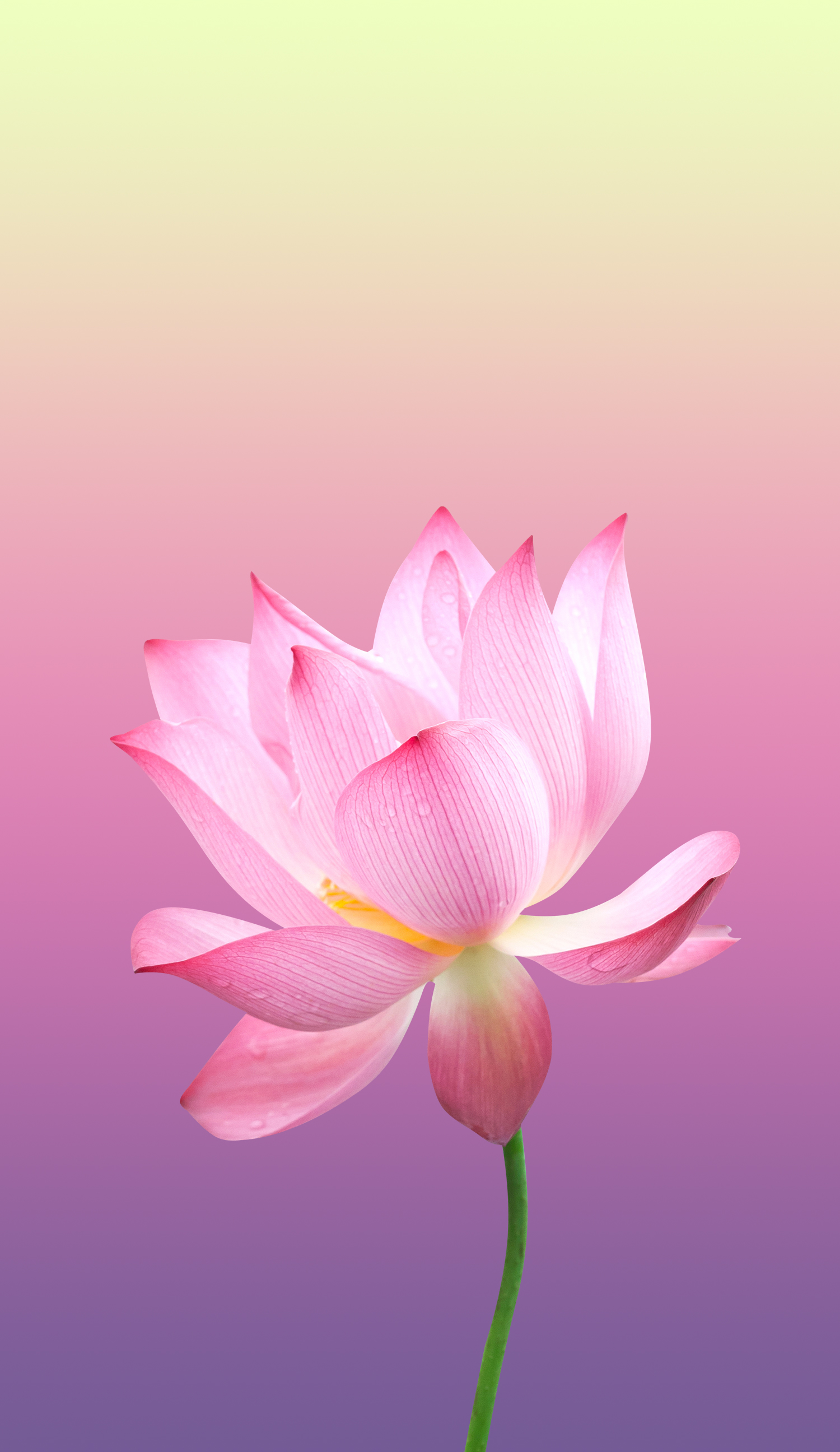 适用于iphone或android的花 粉红色主题壁纸 Wallpapersfor Me